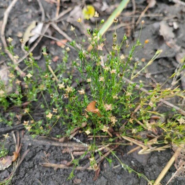 Sagina apetala Flor