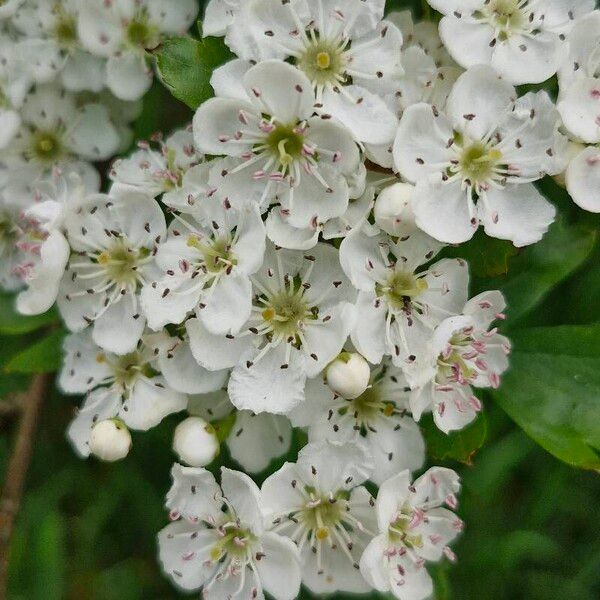 Crataegus azarolus Flower