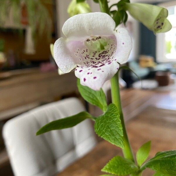 Digitalis purpurea Flor