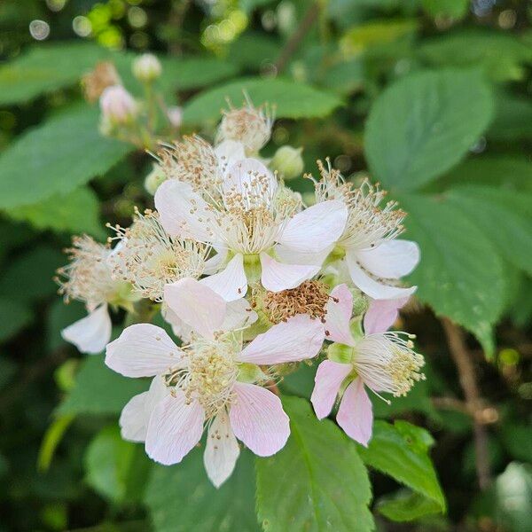 Rubus pruinosus Fiore