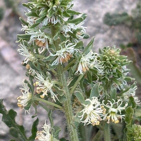 Reseda phyteuma Flower