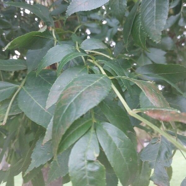 Fraxinus pennsylvanica Blad