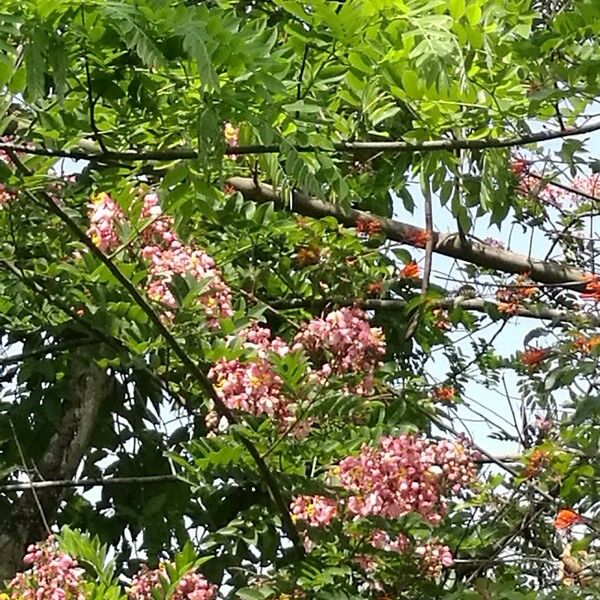 Cassia javanica عادت