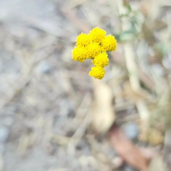 Achillea ageratum Квітка