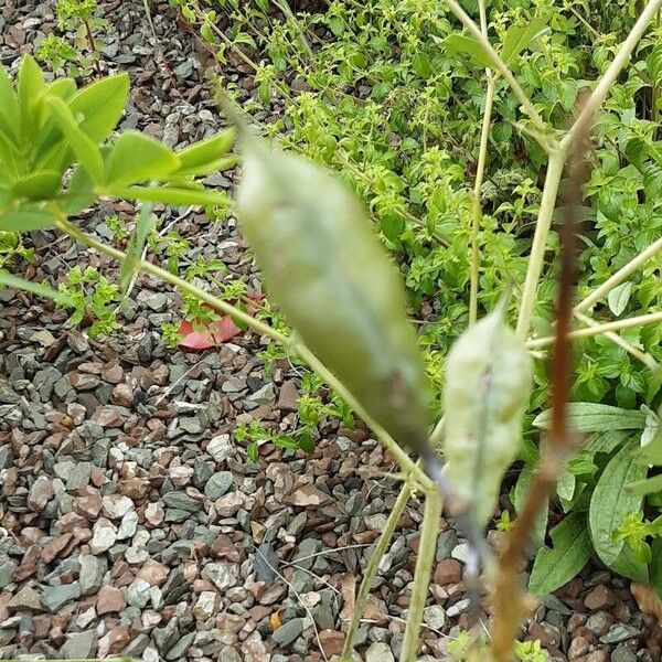 Baptisia australis Froito