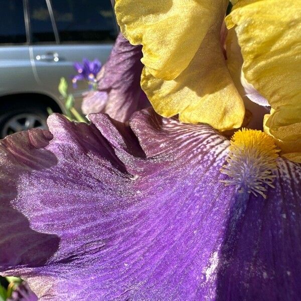 Iris barbatula Flor