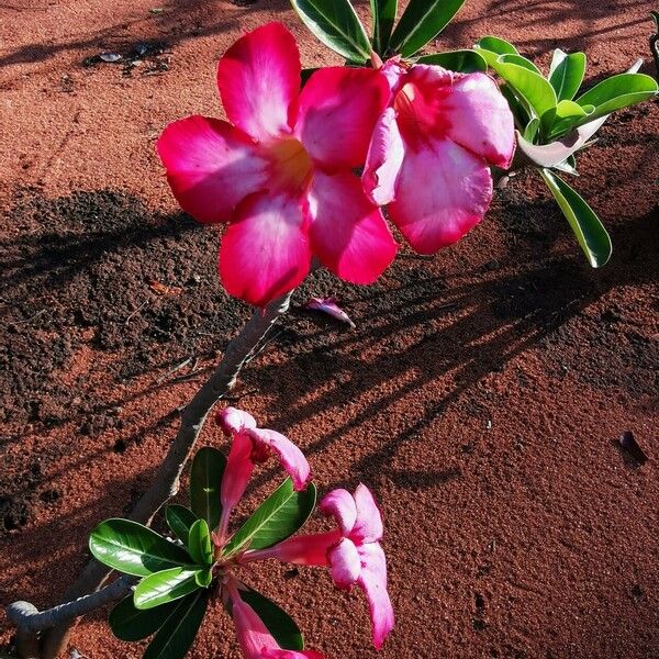 Adenium multiflorum फूल