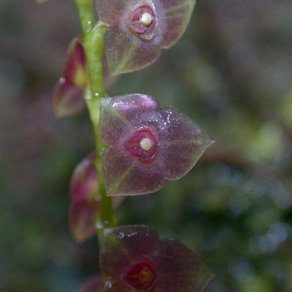 Stelis parvula Fruto