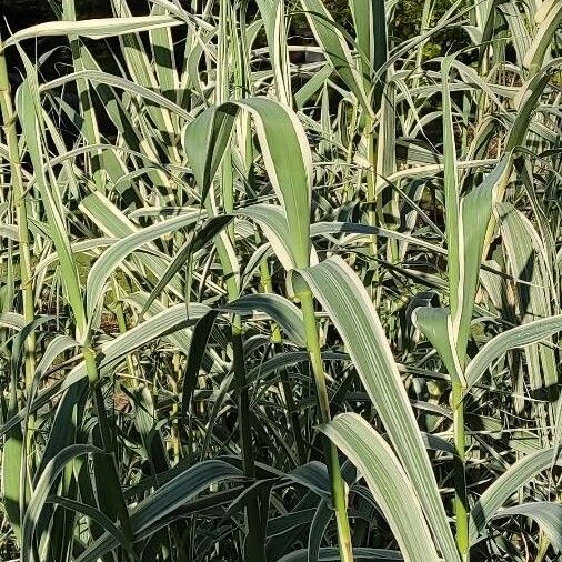 Arundo donax Leaf