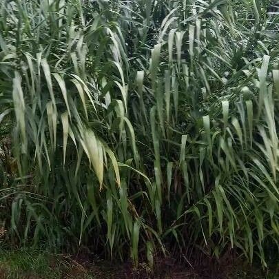 Arundo donax Leht