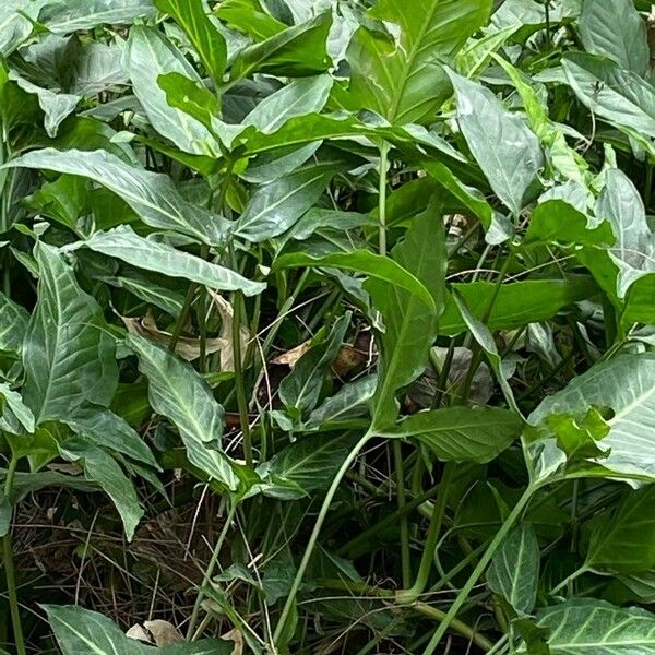 Ipomoea aquatica Fuelha