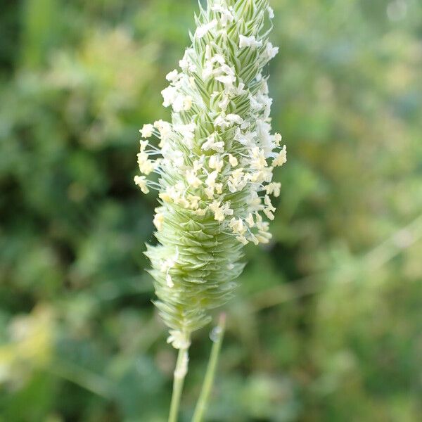 Phalaris minor Flower