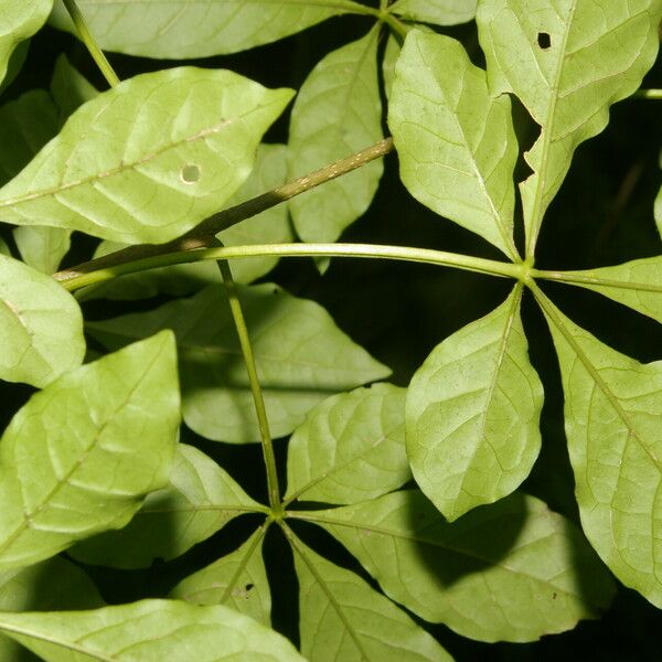 Parmentiera valerii Leaf