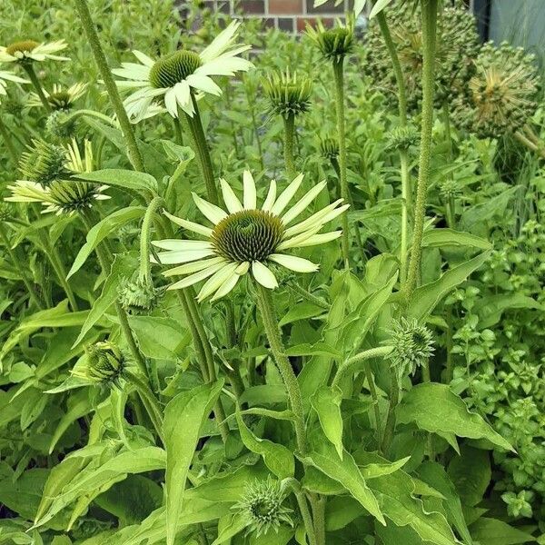 Echinacea pallida Habit