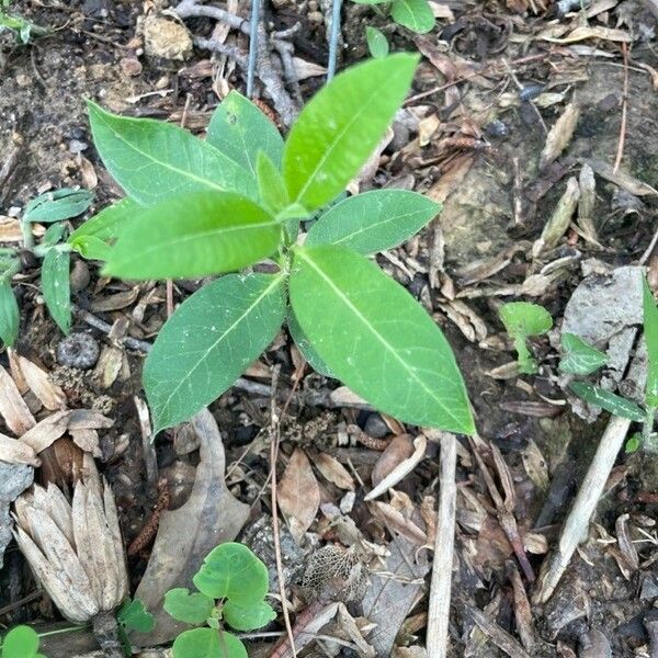 Asclepias purpurascens Folla