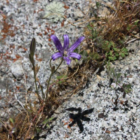 Brodiaea terrestris Çiçek