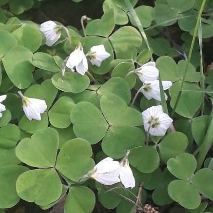 Oxalis acetosella 整株植物