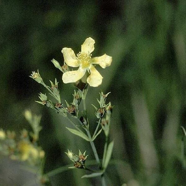 Hypericum denticulatum (Coppery st. johnswort)