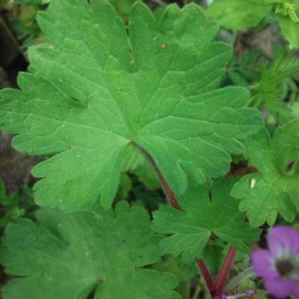 Geranium gracile Leaf