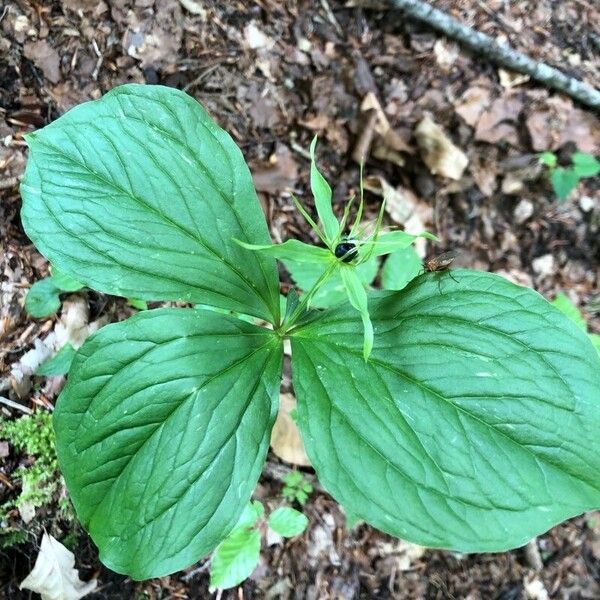 Paris quadrifolia Leaf