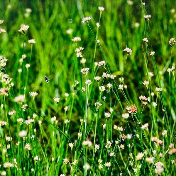 Rhynchospora alba Habit