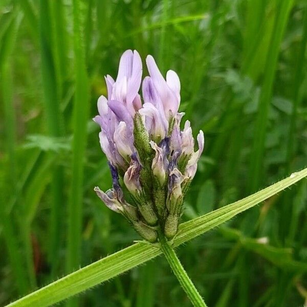 Astragalus danicus Blüte