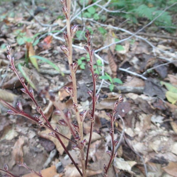 Epifagus virginiana Vekstform