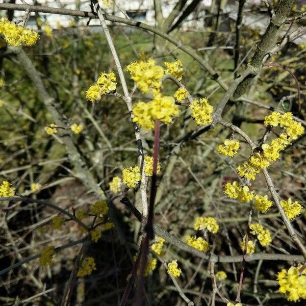 Cornus mas Λουλούδι