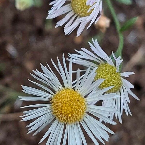 Erigeron strigosus 花