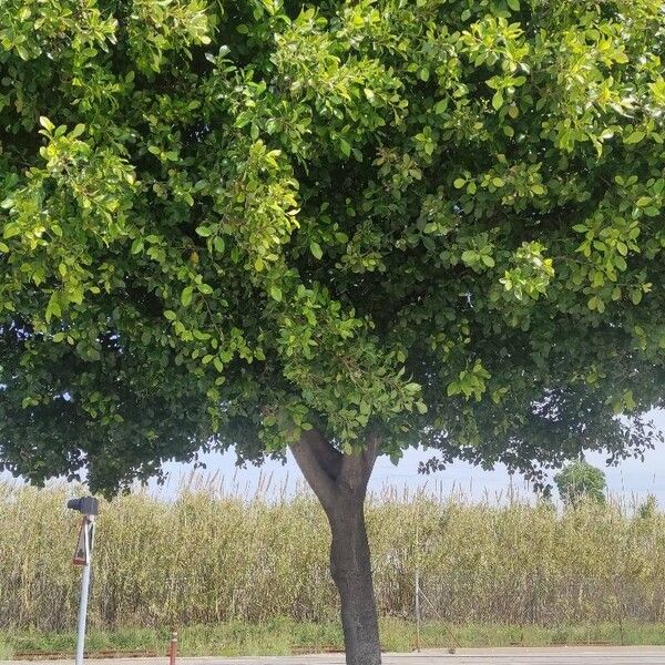 Ficus microcarpa Habitus