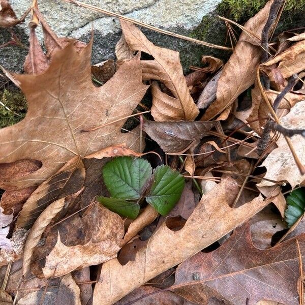 Rubus hispidus পাতা