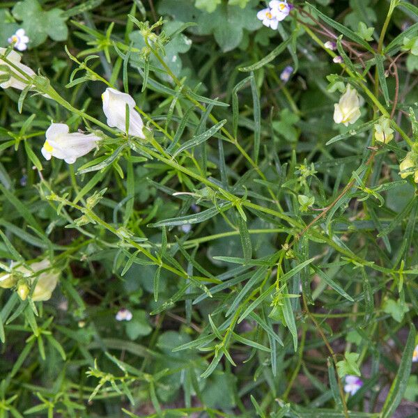 Antirrhinum siculum Flor