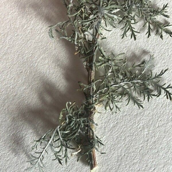 Artemisia pontica Bark
