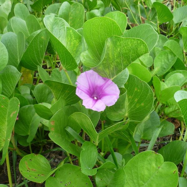 Ipomoea pes-caprae പുഷ്പം