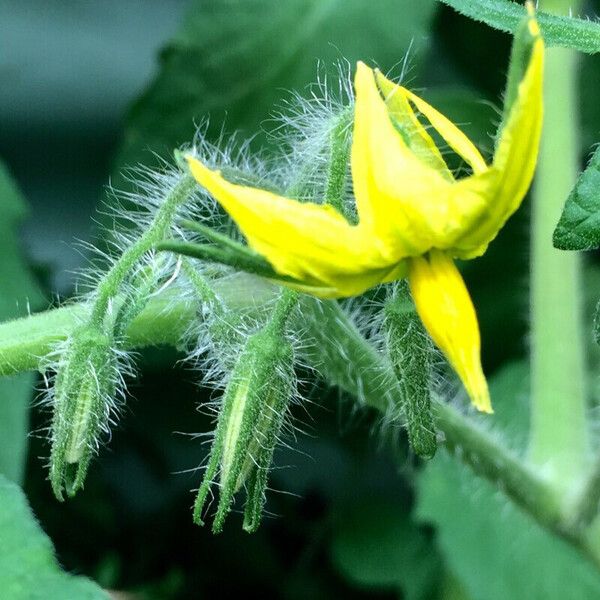 Solanum lycopersicum Blüte