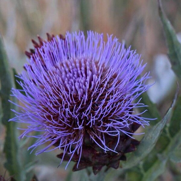 Cynara cardunculus Květ