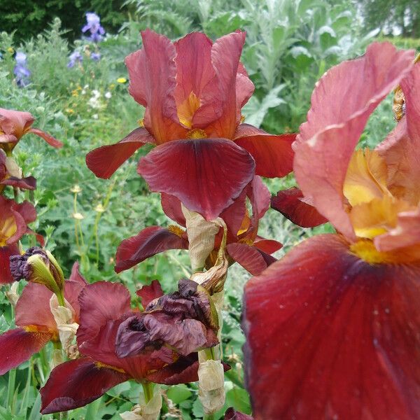 Iris × germanica Floro