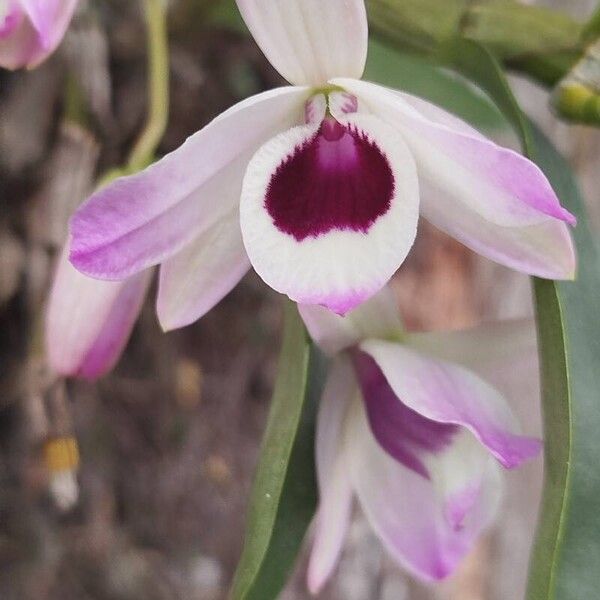 Dendrobium nobile Çiçek