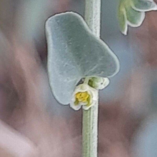 Andrachne telephioides Flower