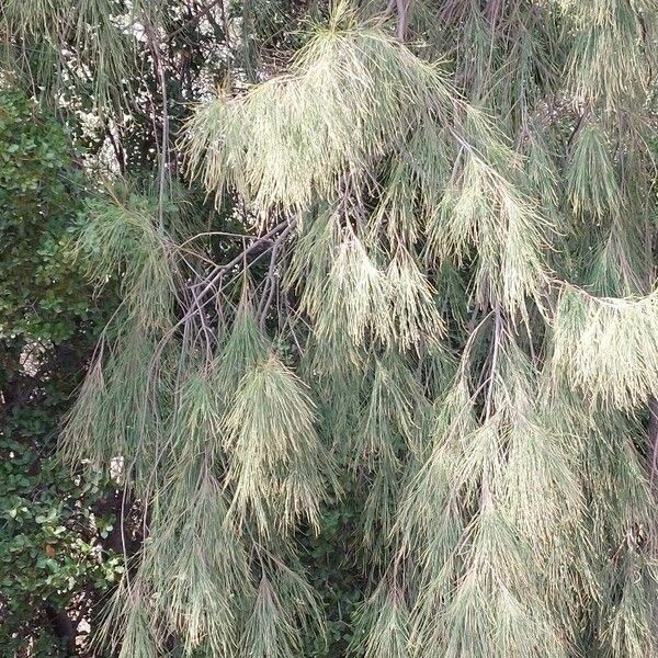 Casuarina cunninghamiana Levél