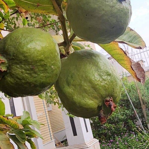 Psidium guajava Фрукт