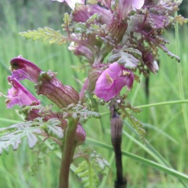 Pedicularis palustris ᱵᱟᱦᱟ