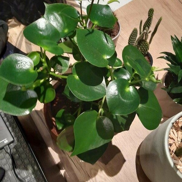 Peperomia serpens Folla