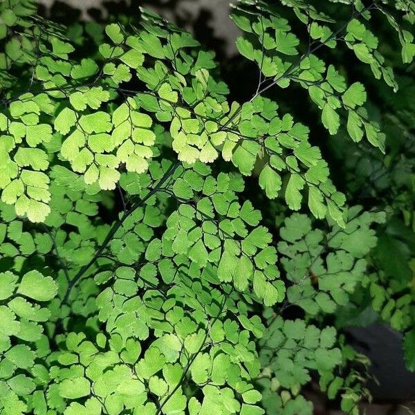 Adiantum capillus-veneris Leaf