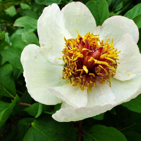 Paeonia obovata Fiore