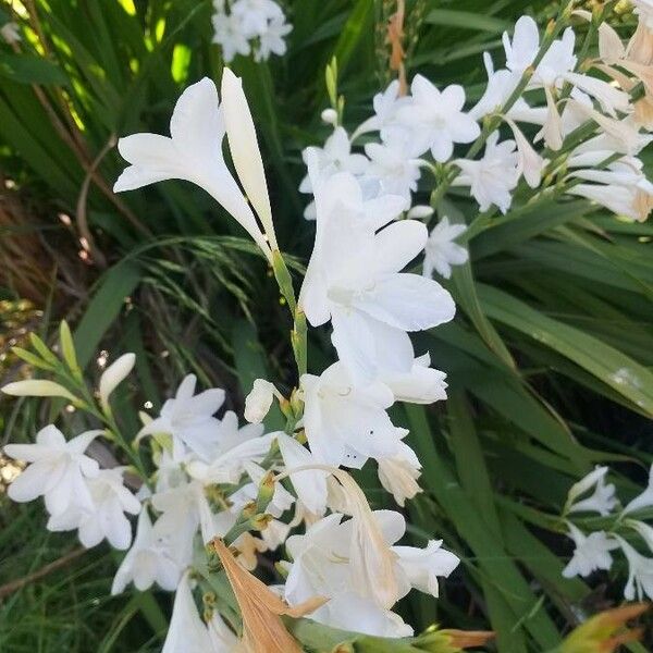 Watsonia borbonica Kukka