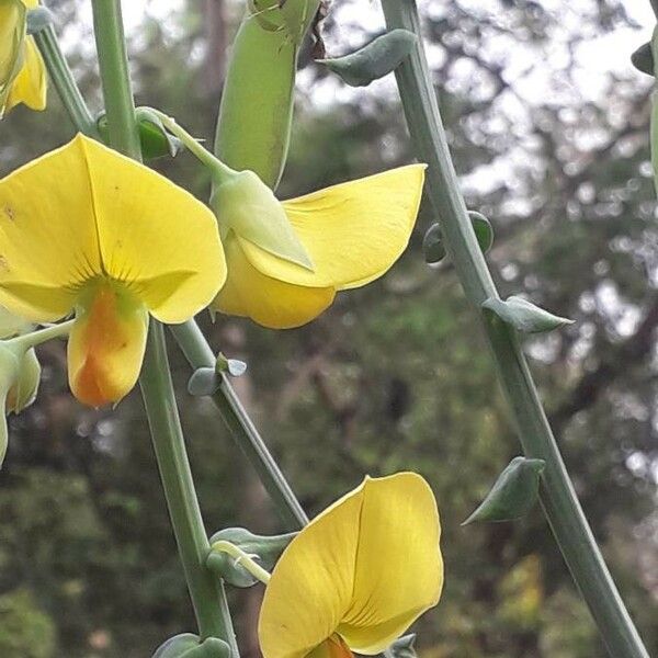 Crotalaria spectabilis 花