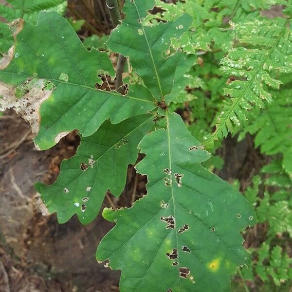 Quercus petraea Leaf