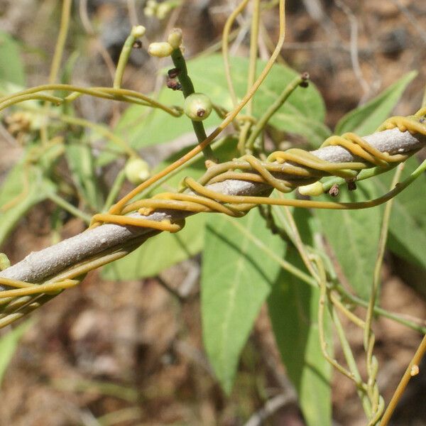 Cassytha filiformis Alkat (teljes növény)