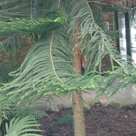 Araucaria biramulata Plante entière